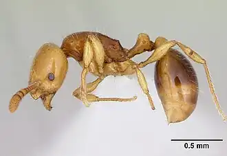 Monomorium gongromos