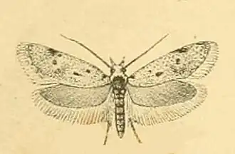 Symmoca achrestella