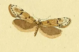 Symmoca signella