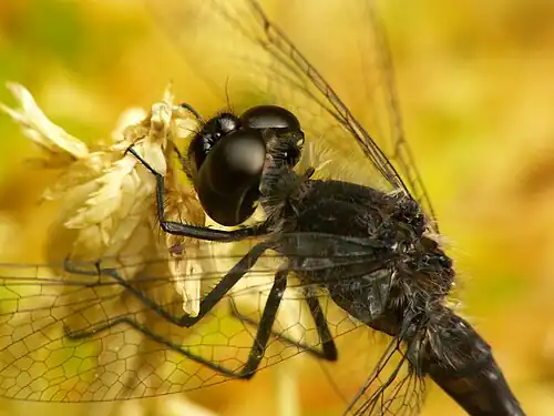 Zwarte heidelibel ♂(Sympetrum danae)