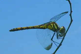 Sympetrum infuscatum