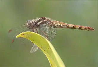 Sympetrum gilvum