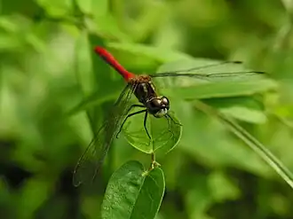 Sympetrum kunckeli