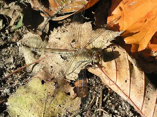Bruinrode heidelibel ♀(Sympetrum striolatum)