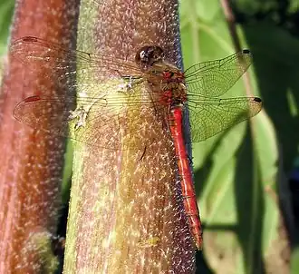 Steenrode heidelibel ♂(Sympetrum vulgatum)