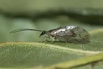 Sympherobius klapaleki