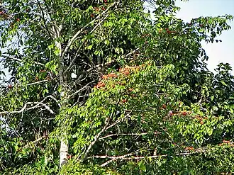 Symphonia globulifera