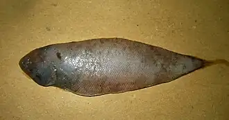 Symphurus nigrescens