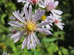 Bloem met open buisbloemen