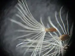 Vrucht met vruchtpluis