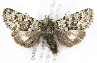 Sympistis zetterstedtii