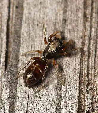 Slanke mierspringspin