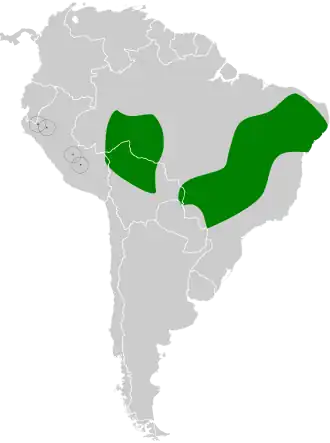 Grijsborststekelstaart