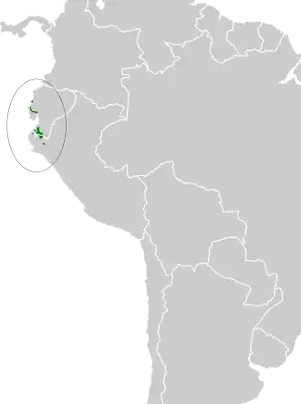 Zwartkopstekelstaart