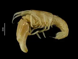 Synalpheus crosnieri