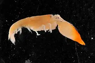 Synalpheus townsendi