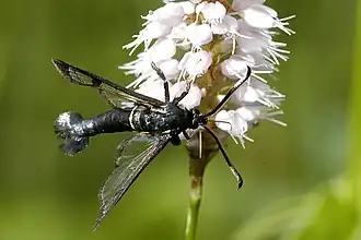 Synanthedon spheciformisElzenwespvlinder