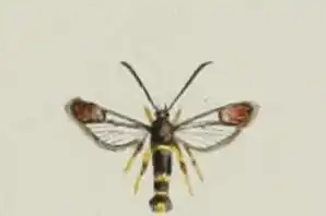 Synanthedon codeti