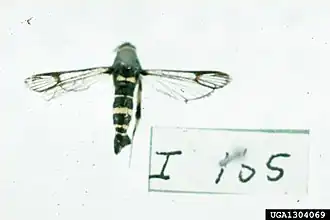 Synanthedon decipiens