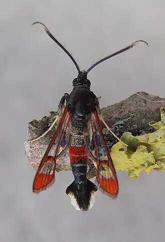 Synanthedon formicaeformisWilgenwespvlinder