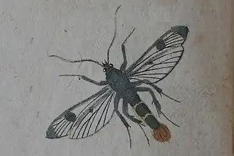 Grote berkenwespvlinder