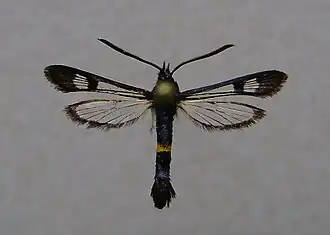 Synanthedon soffneri