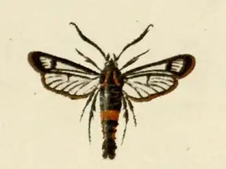 Synanthedon stomoxiformis