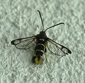 Synanthedon vespiformisEikenwespvlinder