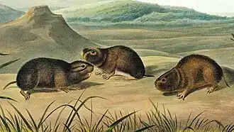 Noordelijke lemmingmuis