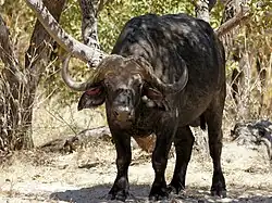 Mannelijke kafferbuffel