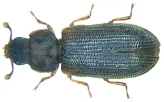 Synchita separanda