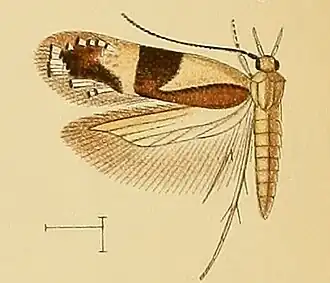 Syncopacma thaumalea