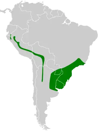 Geelbrauwbladspeurder