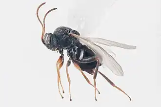 Synergus crassicornis