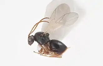 Synergus thaumacerus