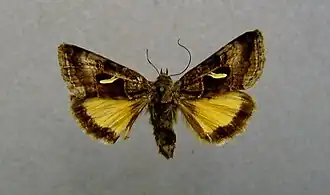 Syngrapha hochenwarthi