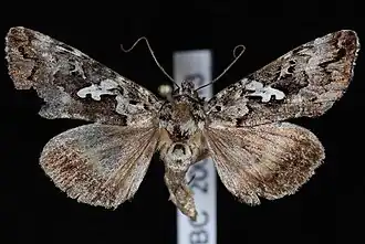 Syngrapha rectangula