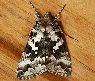 Syngrapha rectangula