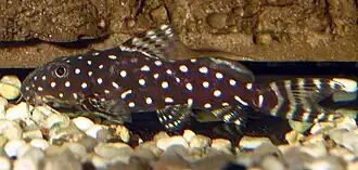 Synodontis angelicus