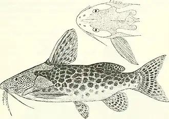 Synodontis macrostigma
