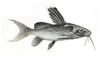 Synodontis melanopterus