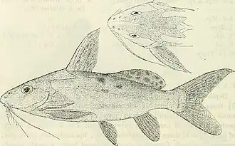 Synodontis robbianus
