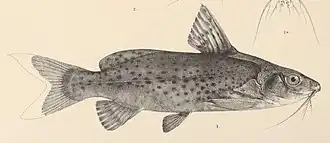 Synodontis victoriae