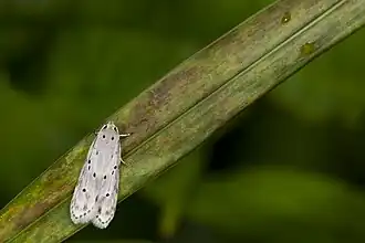 Syntomaula simulatella