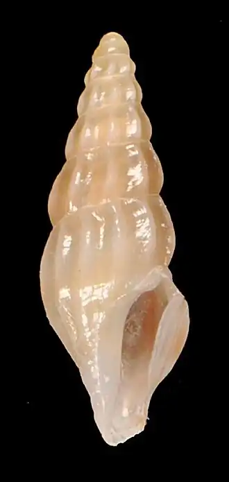 Syntomodrillia cookei