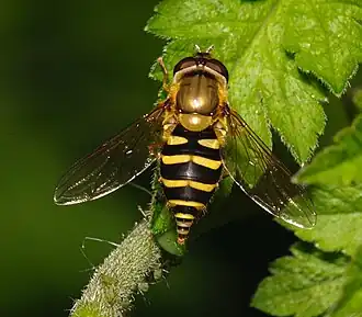 Bessenbandzweefvlieg(Syrphus ribesii)