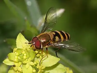 Bosbandzweefvlieg(Syrphus torvus)