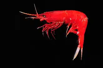 Systellaspis debilis