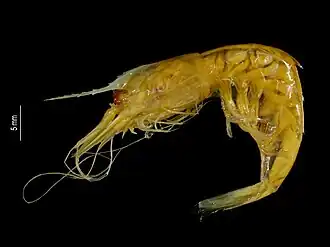 Systellaspis guillei