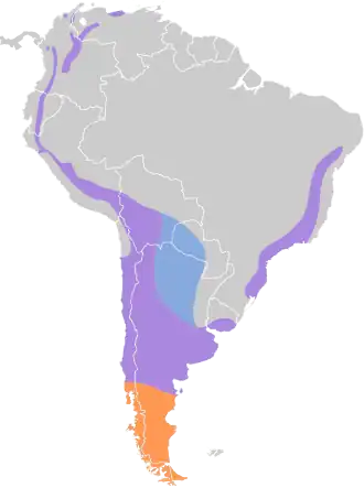 Vleugelbandnachtzwaluw